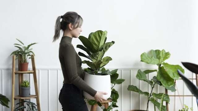 Llena de vida tus espacios con plantas artificiales decorativas